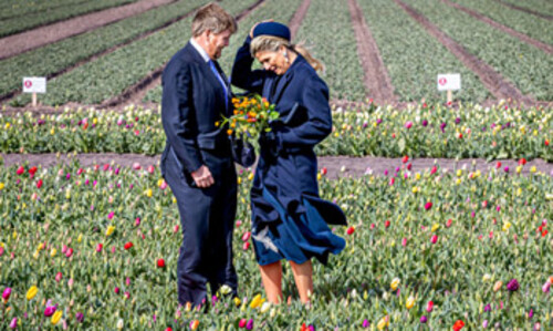 Entre tulipanes y luchando contra el viento, las divertidas imágenes de Máxima y Guillermo de los Países Bajos